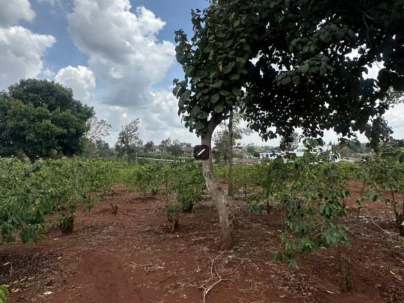 Imgi 27 WhatsApp Image 2025 03 14 at 1.06.53 PM2 1170x785